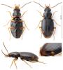 Bembidion assimile